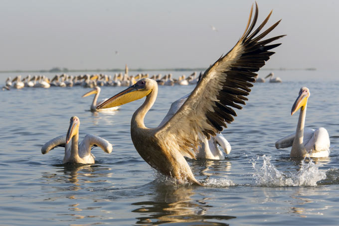 Great White Pelican - Photo: Bruno D\'Amicis